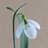 Galanthus Gracillis