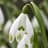 Galanthus Nivalis