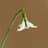 Galanthus Poculiformus