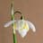 Yellow Snowdrops