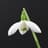 Galanthus Elwesii