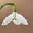 Galanthus Plicatus
