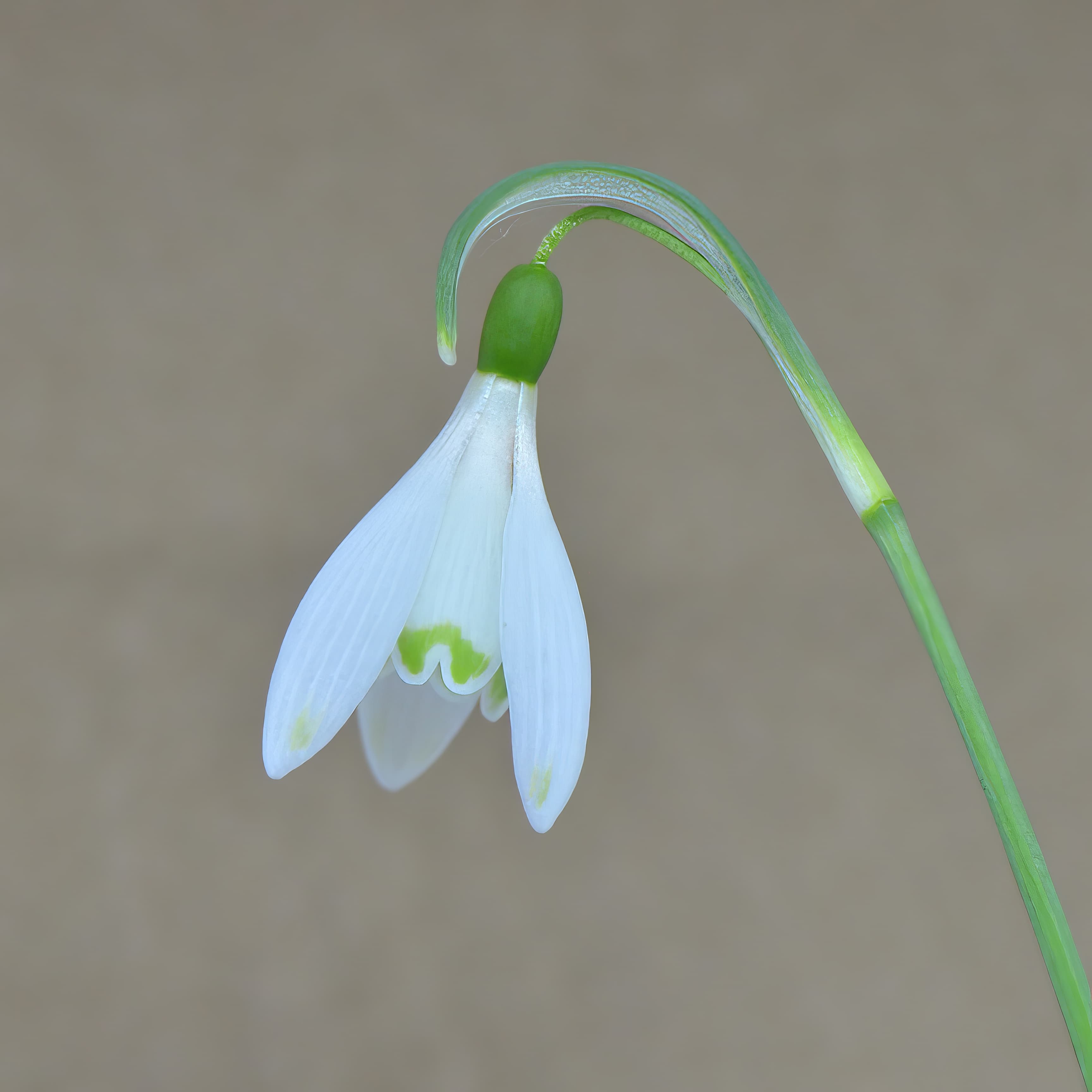 Galanthus Art Nouveau