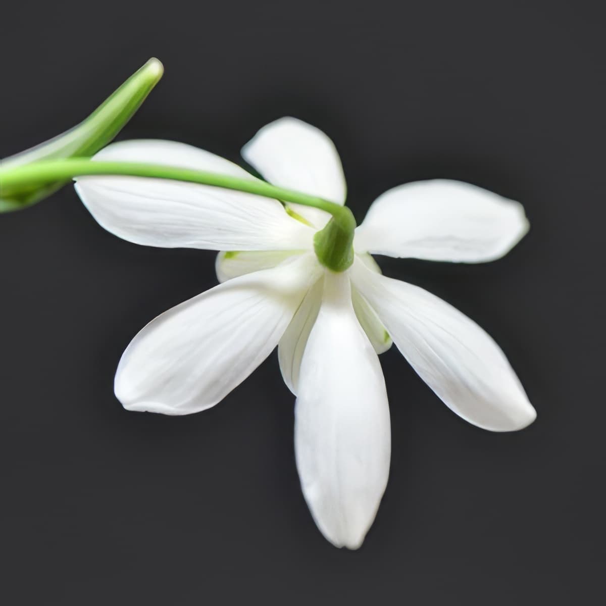 Galanthus nivalis Flocon de Neige