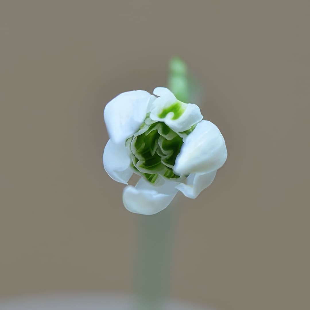 Galanthus nivalis Woozle