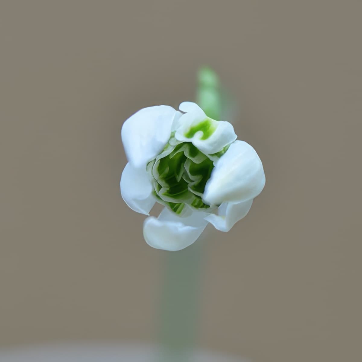 Galanthus nivalis Woozle