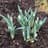 Galanthus Reginae-Olgae