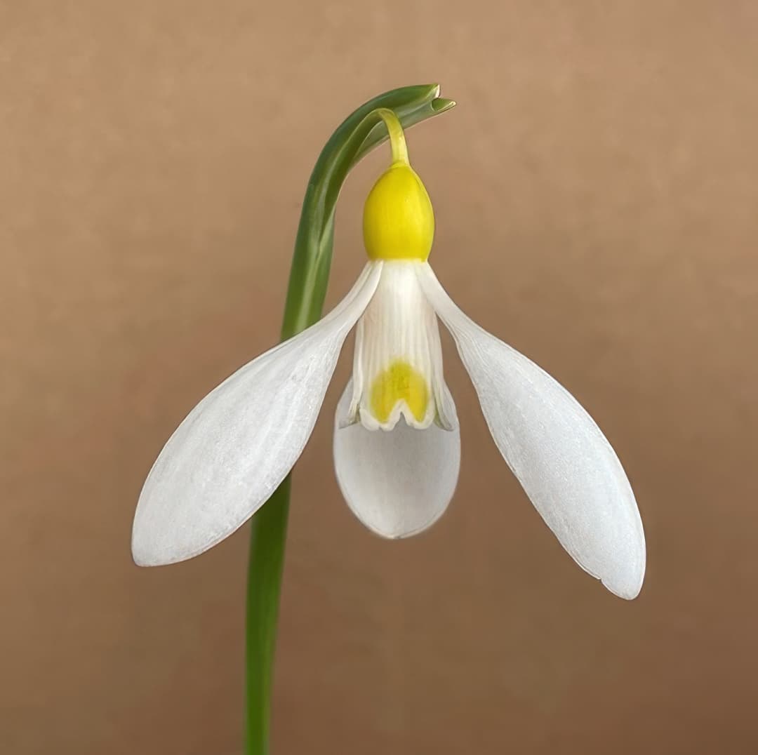 Galanthus plicatus Sarah Dumont