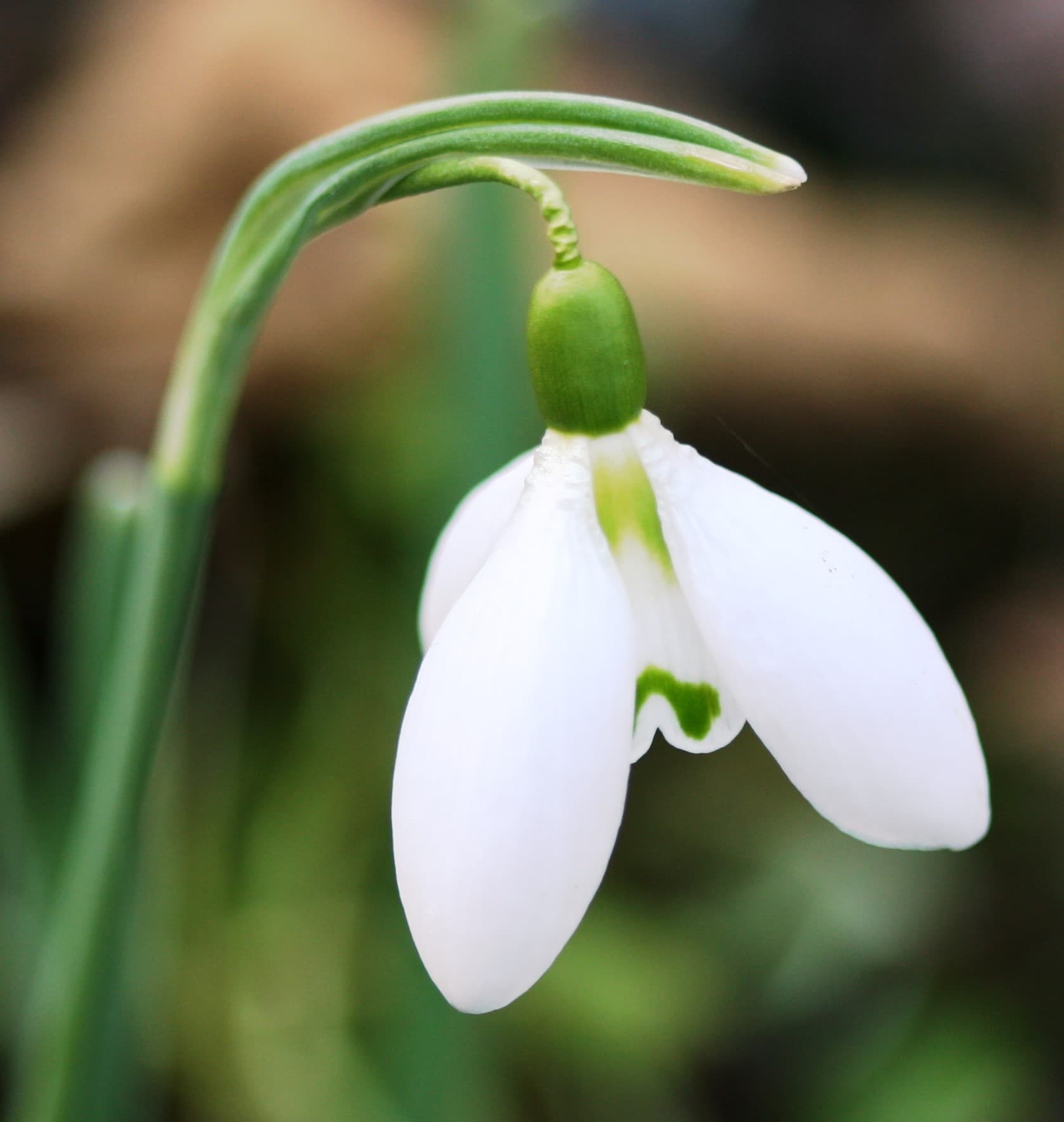 Yellow & Virescent Snowdrops