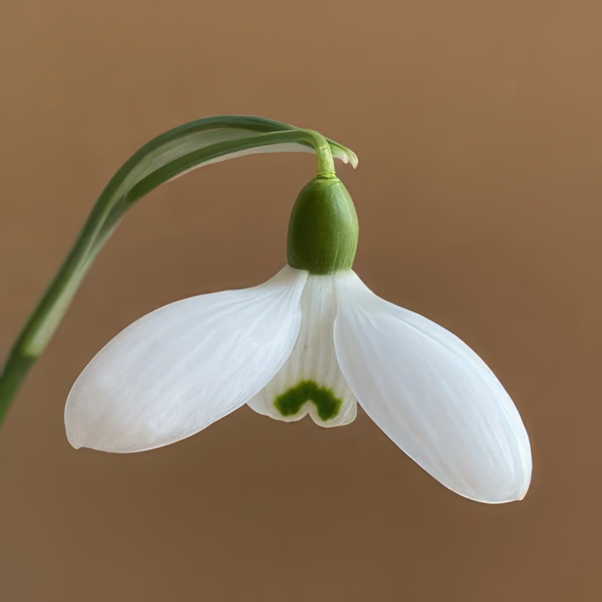 Galanthus Byfield Special