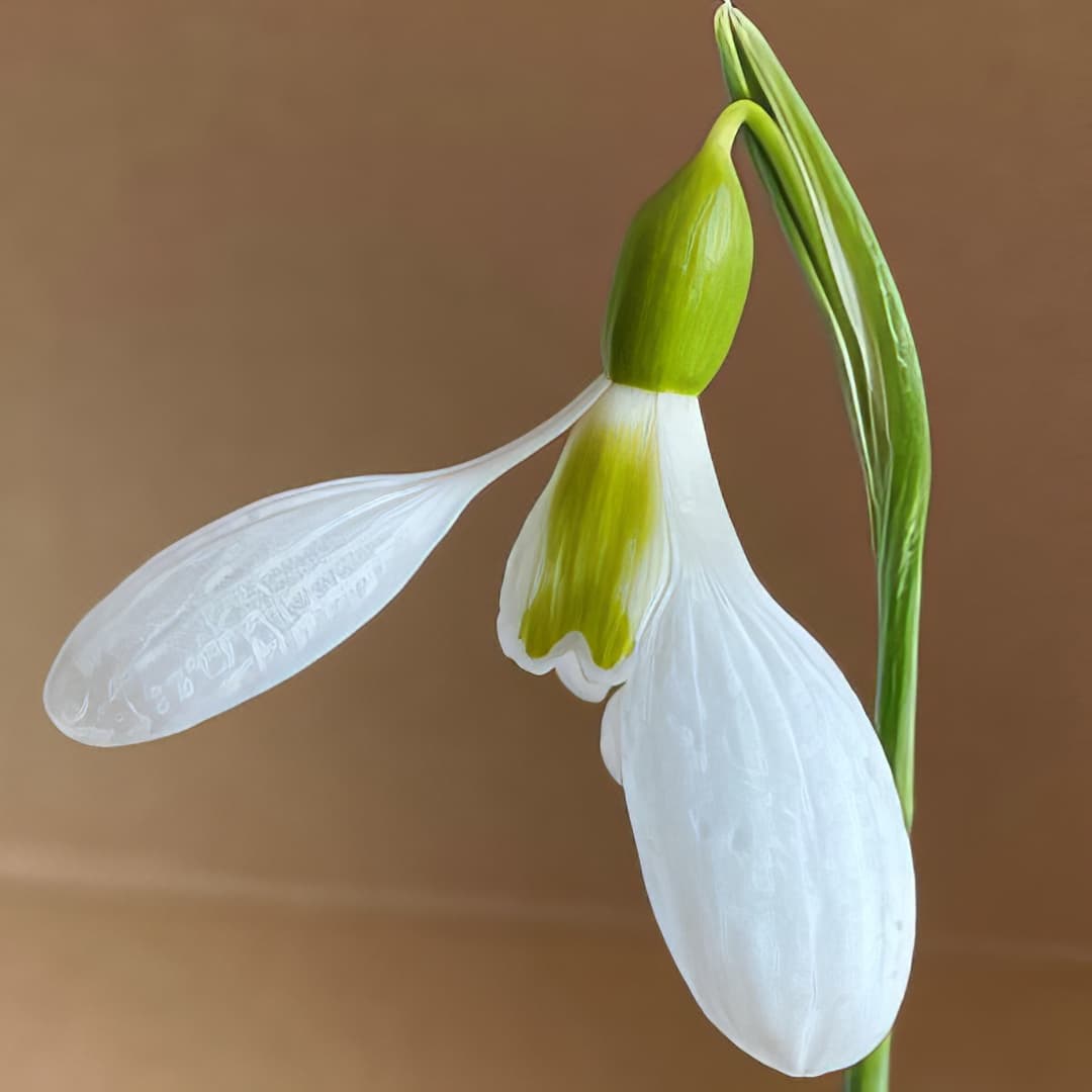 Galanthus plicatus Gold Edge