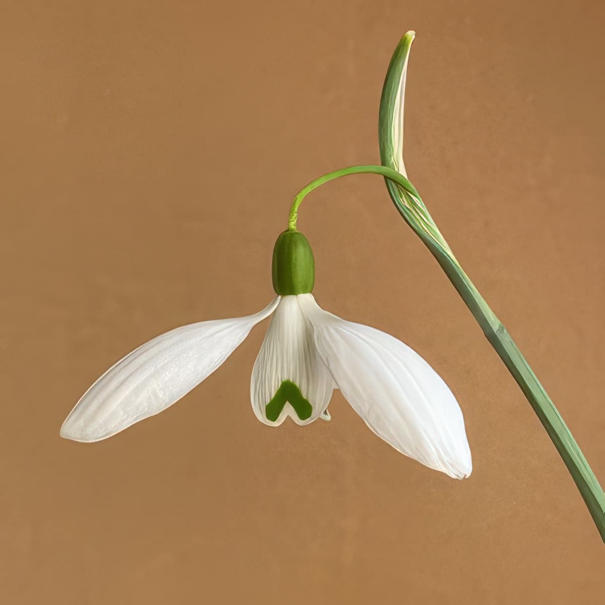 Galanthus Martin