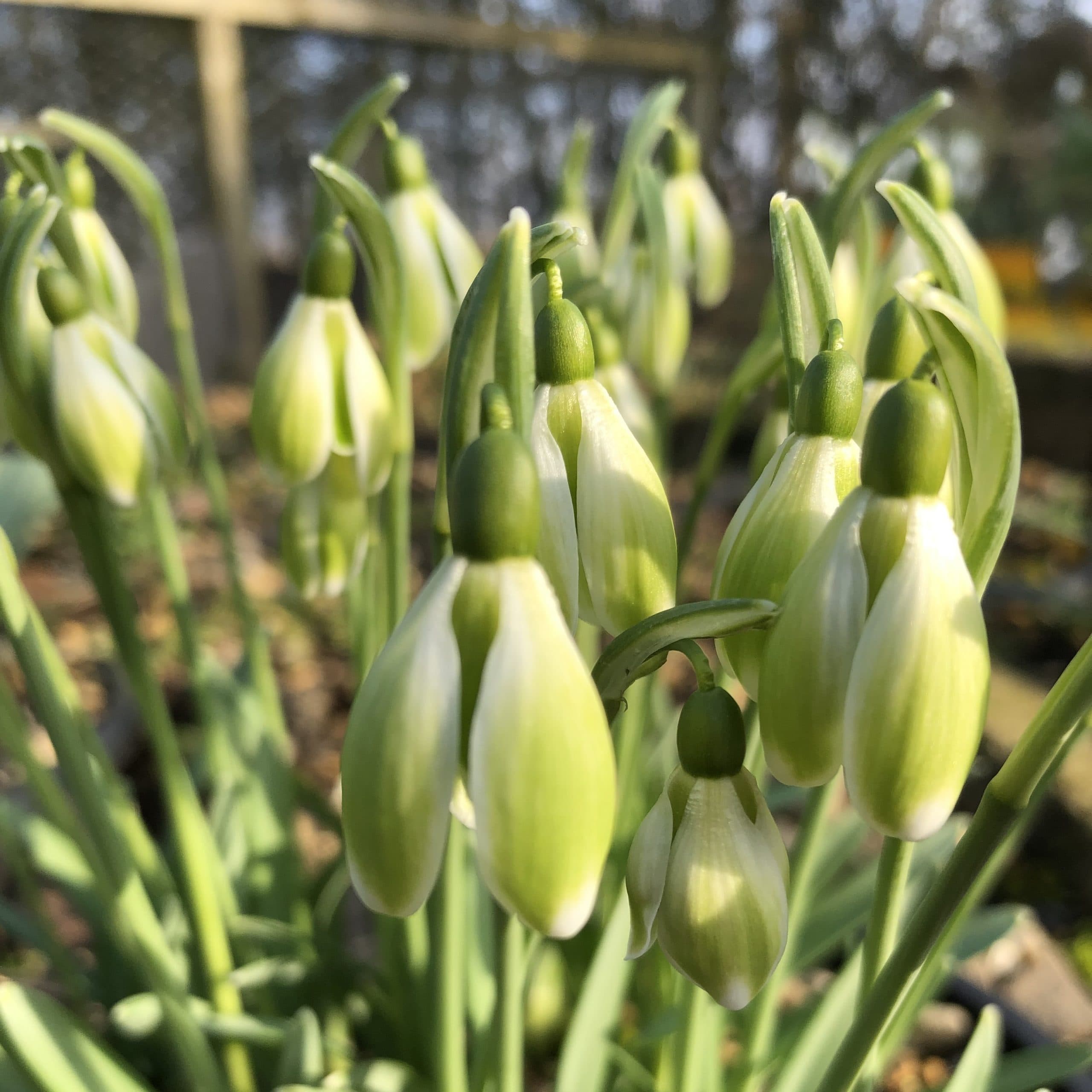 Double Snowdrops