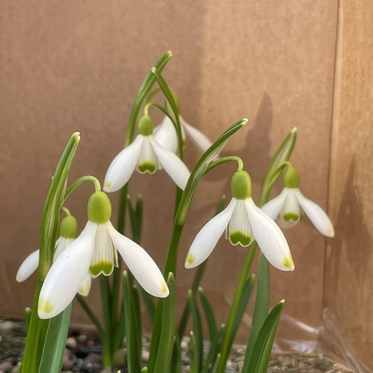 Galanthus nivalis Green Light