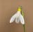 Galanthus Woronowii