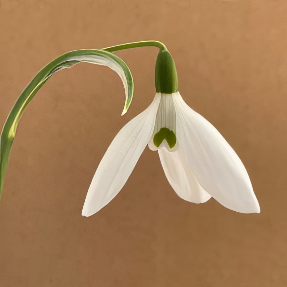 Galanthus elwesii var. monostictus Miller's Late