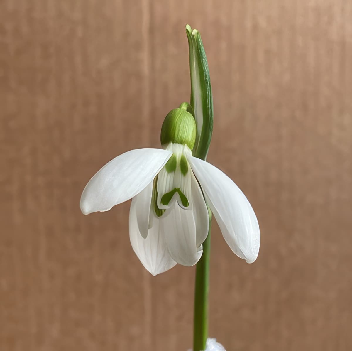 Galanthus Phantom