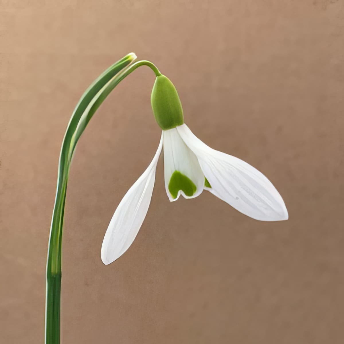 Galanthus Winifrede Mathias