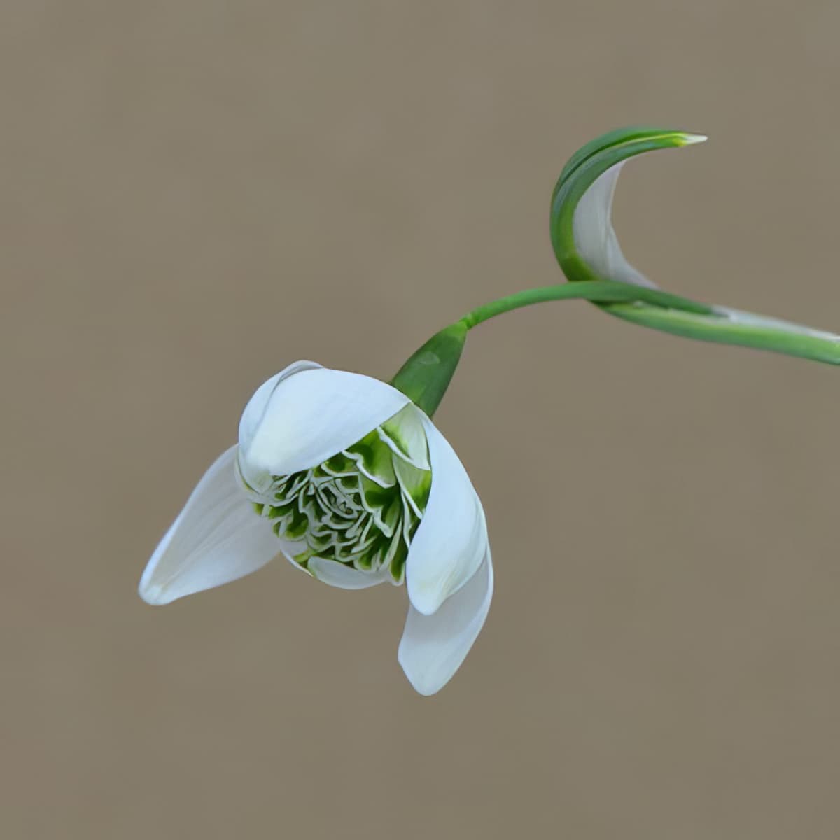 Galanthus nivalis pleniflorus Wonston Double