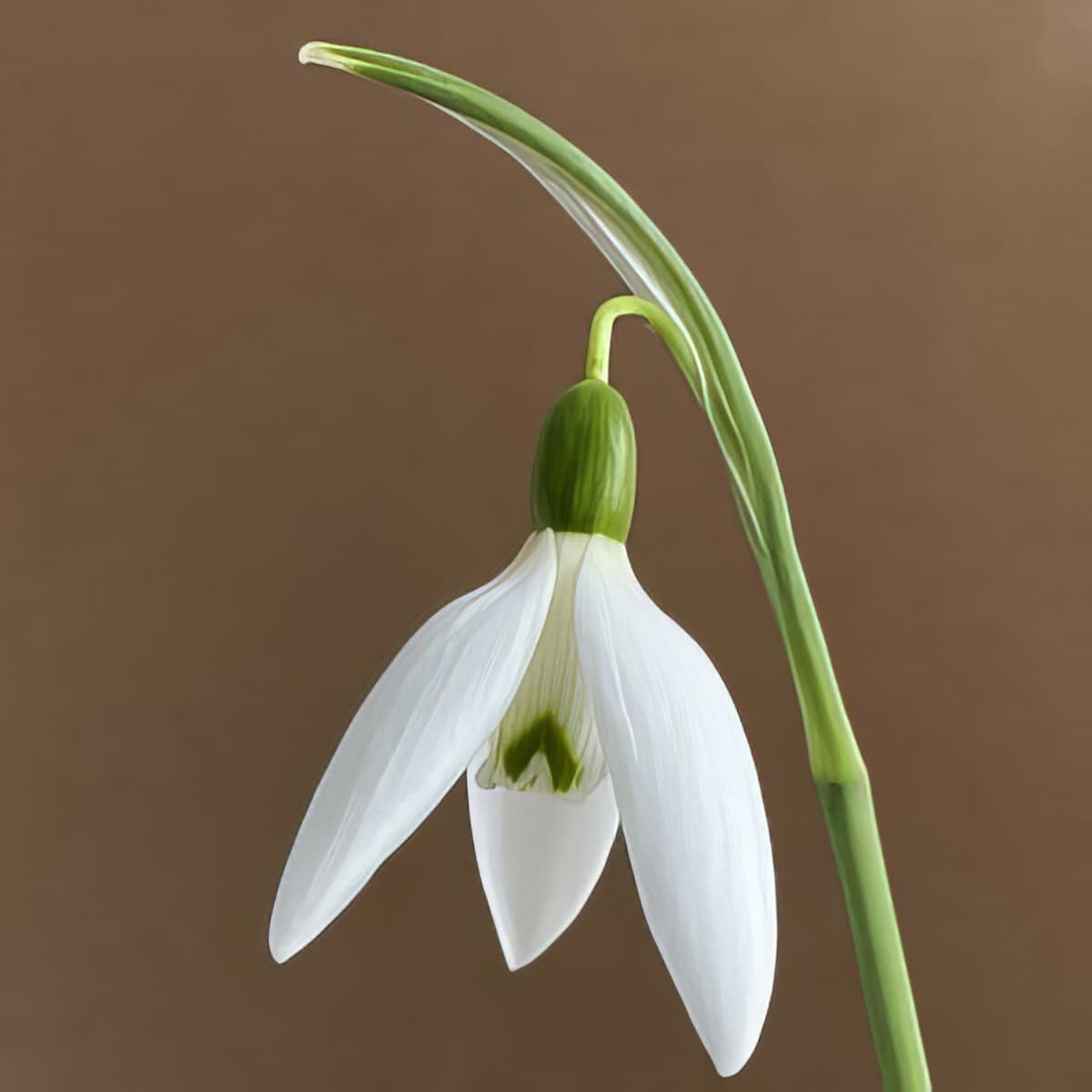 Galanthus Reverend Hailstone