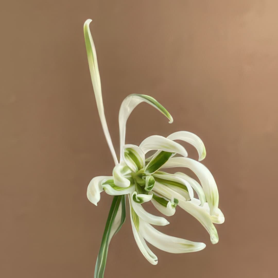 Galanthus nivalis The Alburgh Claw