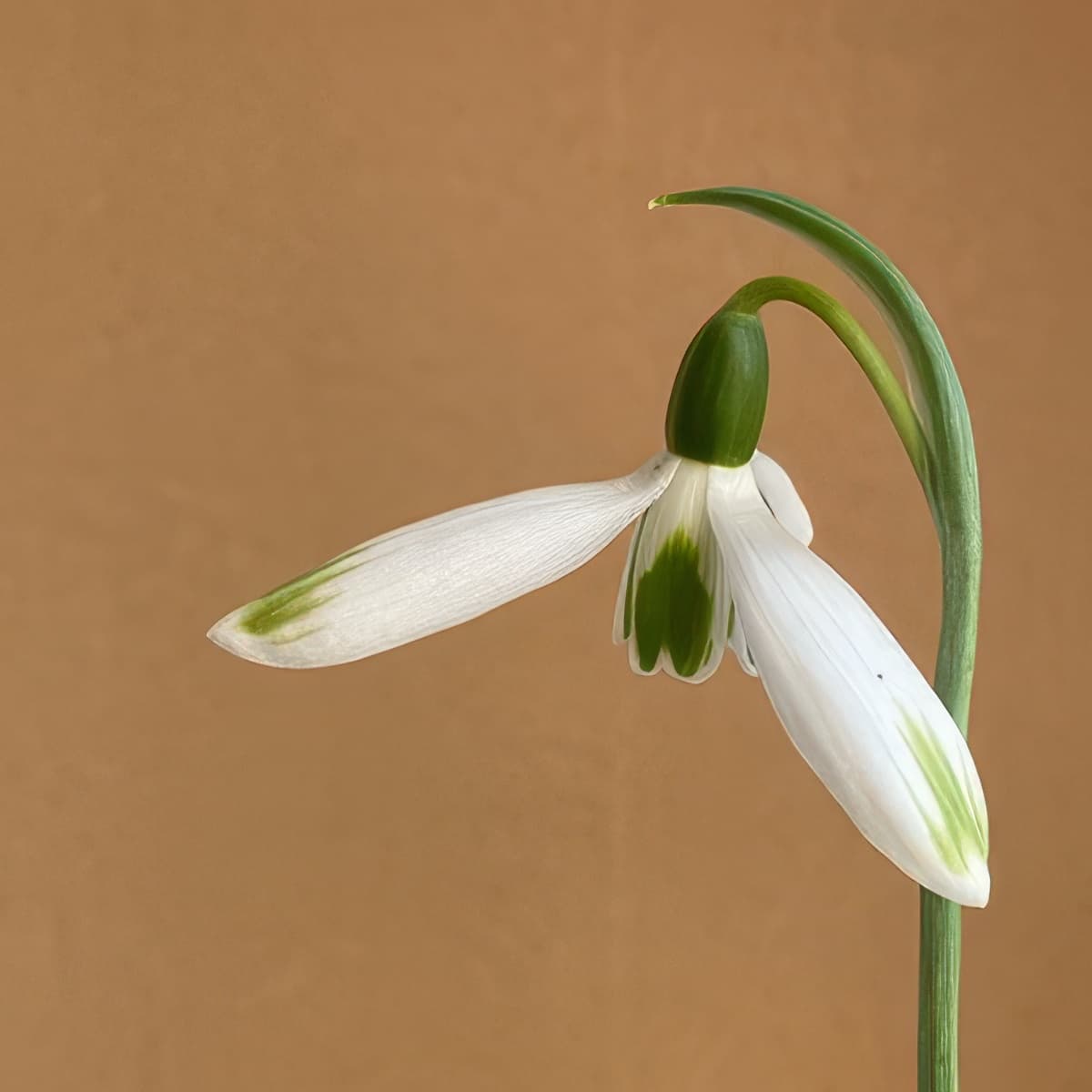 Galanthus Byrkley