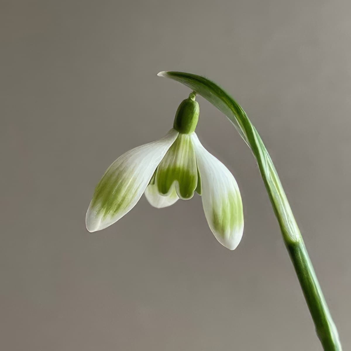 Galanthus Prague Spring