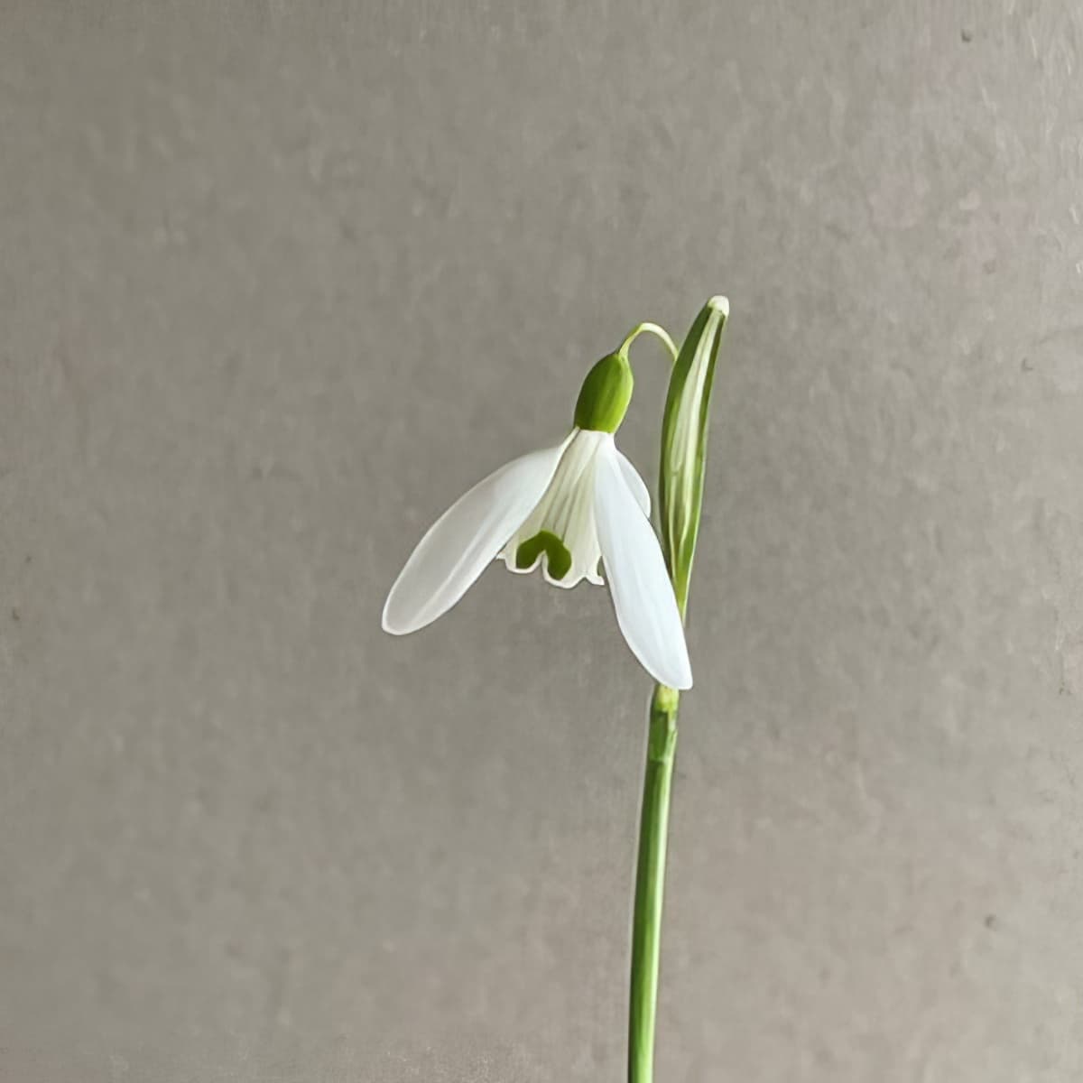 Galanthus Charlotte