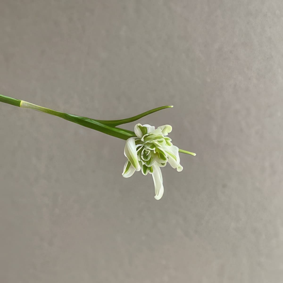 Galanthus nivalis f. pleniflorus Octopussy