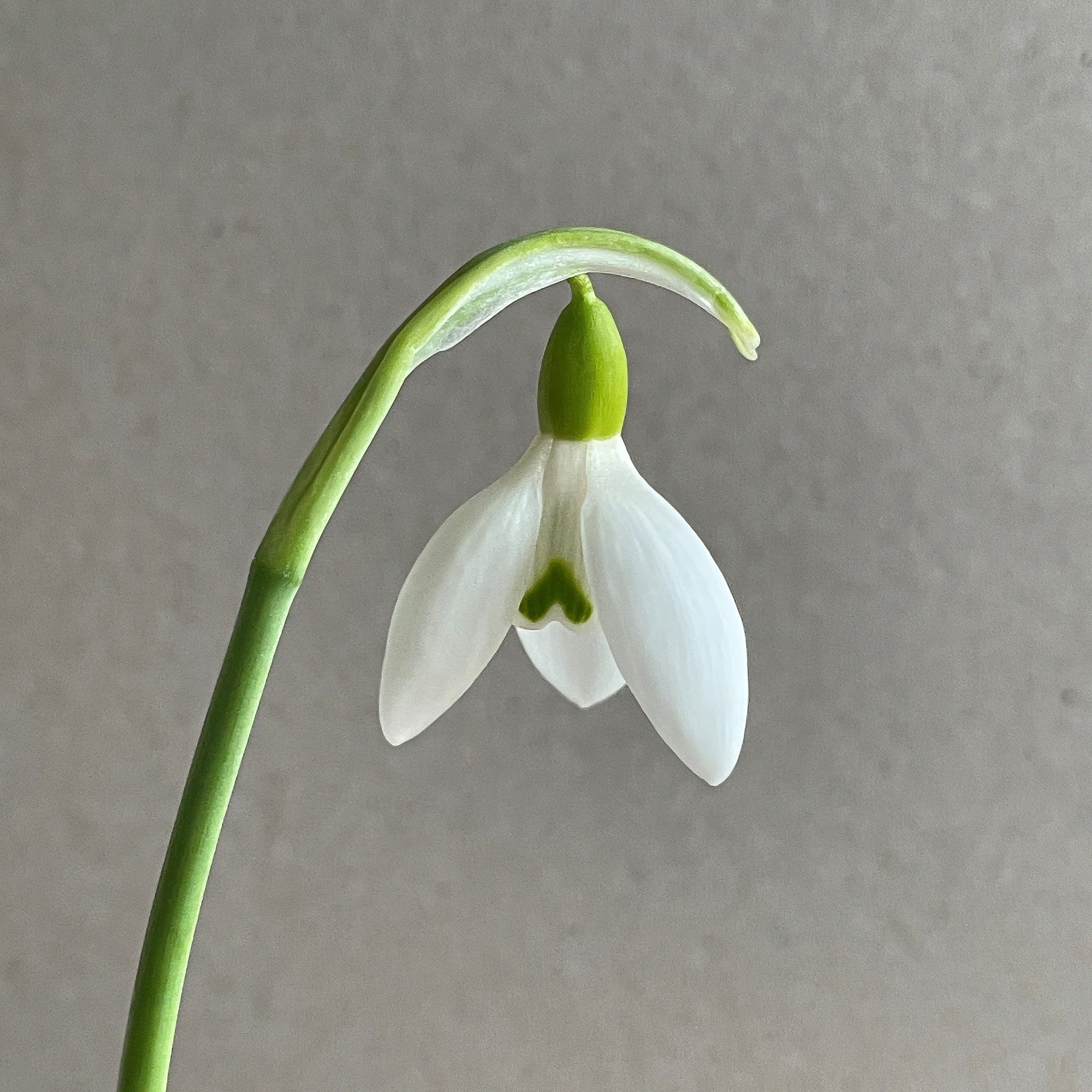 Galanthus Ruth Birchall