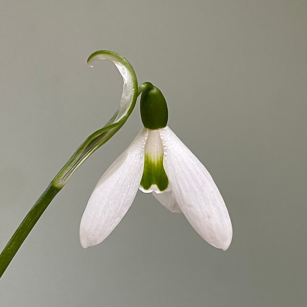Galanthus elwesii Ellen Minnet