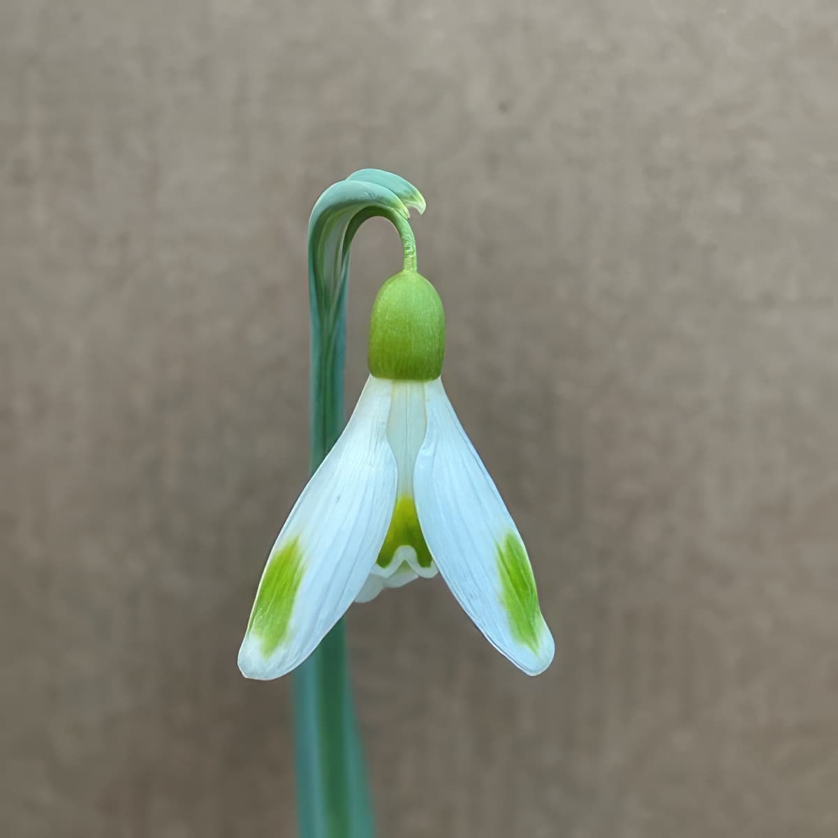 Galanthus Bitter Lemons