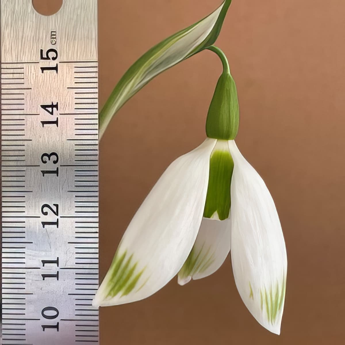 Galanthus Chantry Bonus