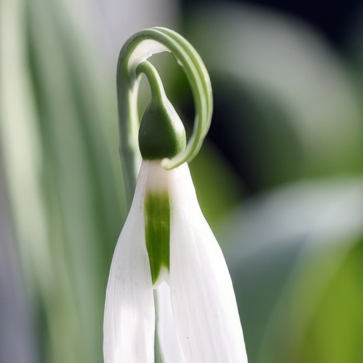 Galanthus elwesii Sickle