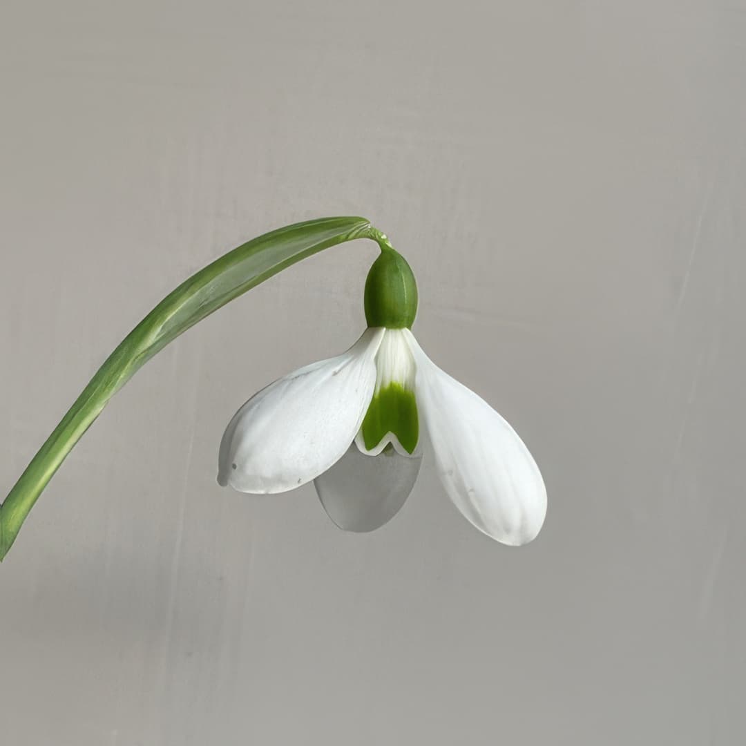 Galanthus Amy Jade