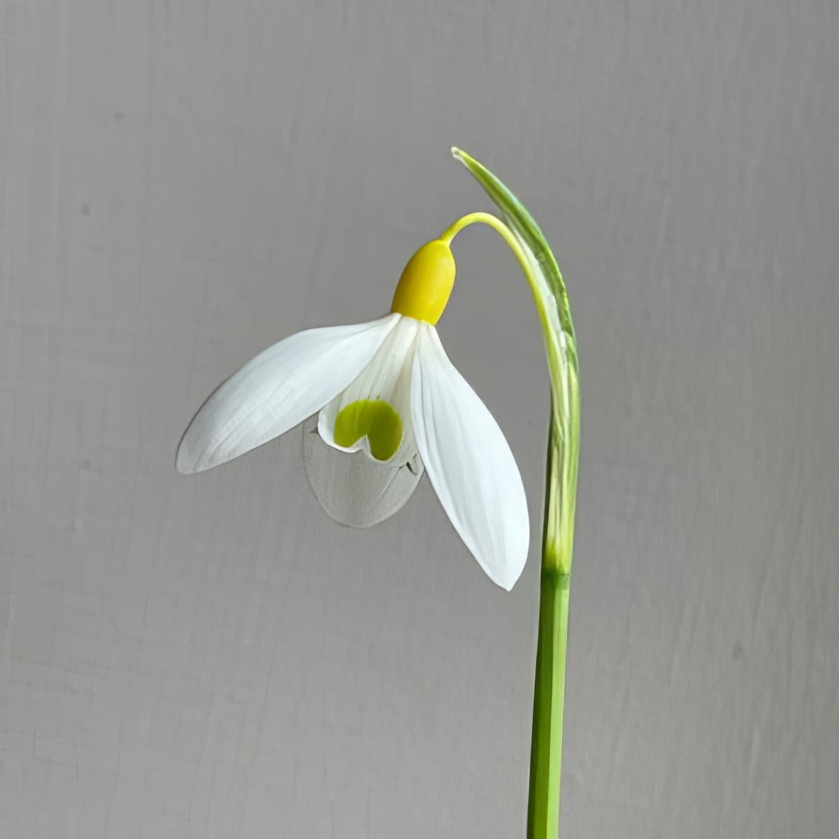 Galanthus Dryad Gold Nugget