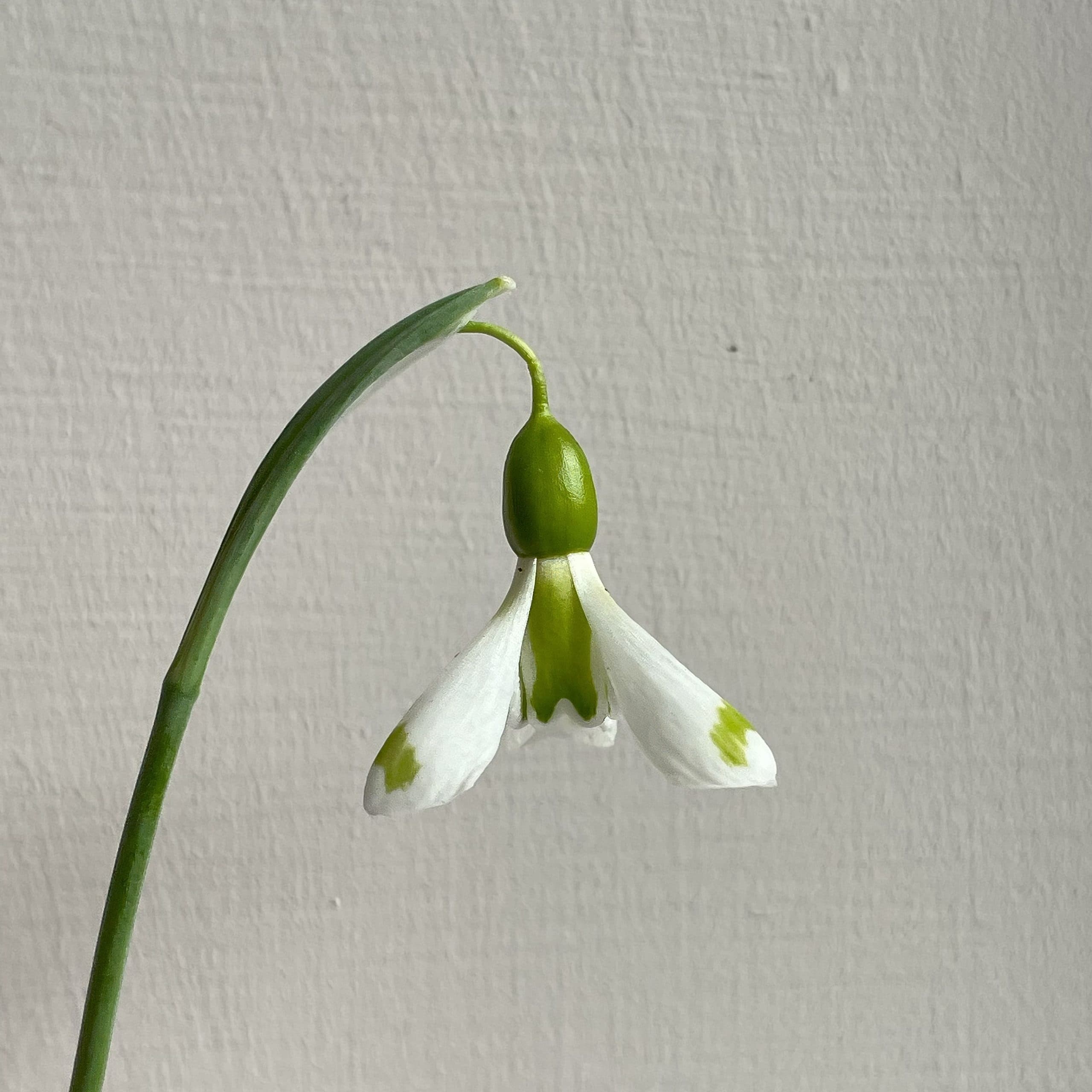 Galanthus Corrin