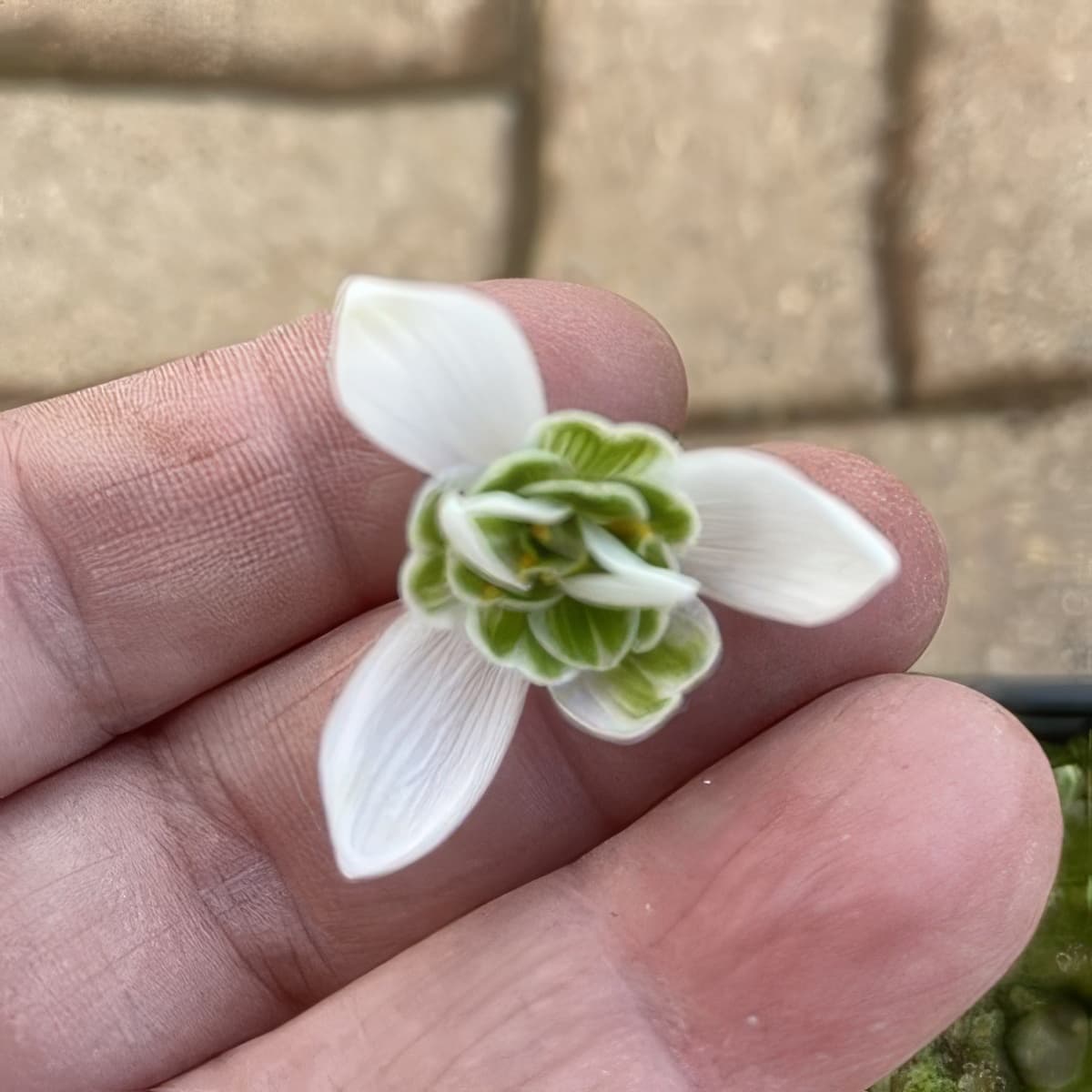 Galanthus Full Marks