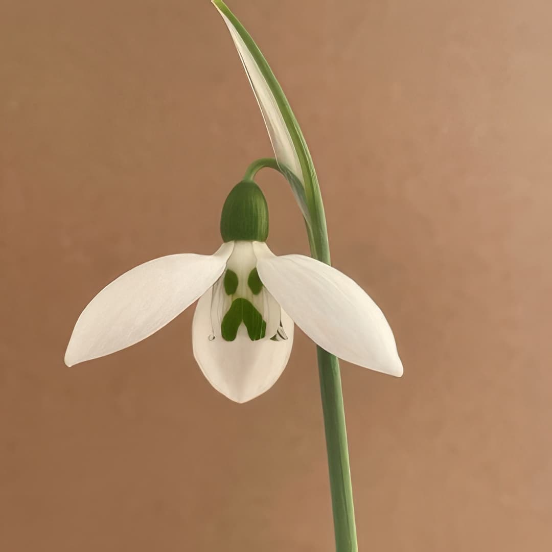Galanthus elwesii Grumpy