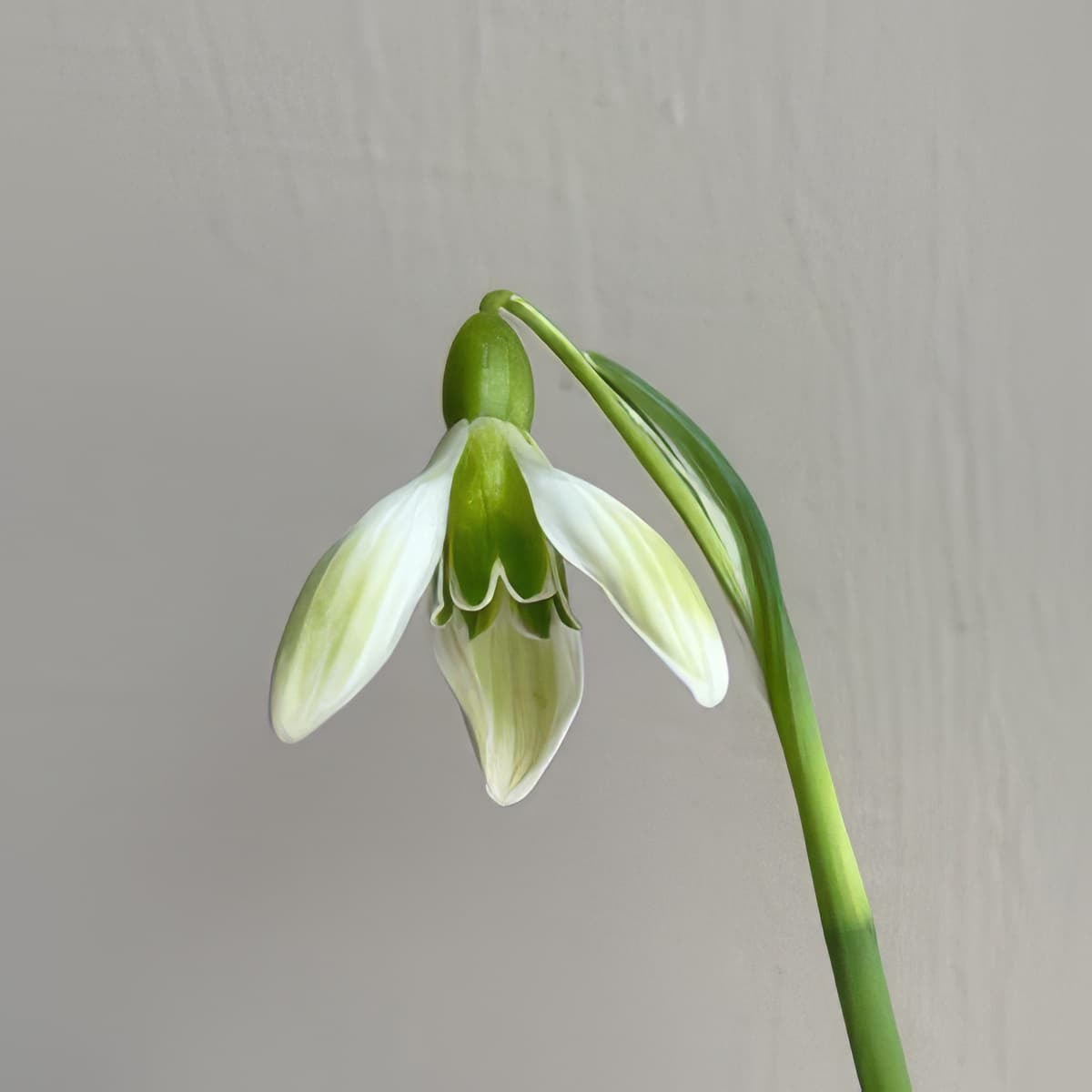 Galanthus Rushmere Green
