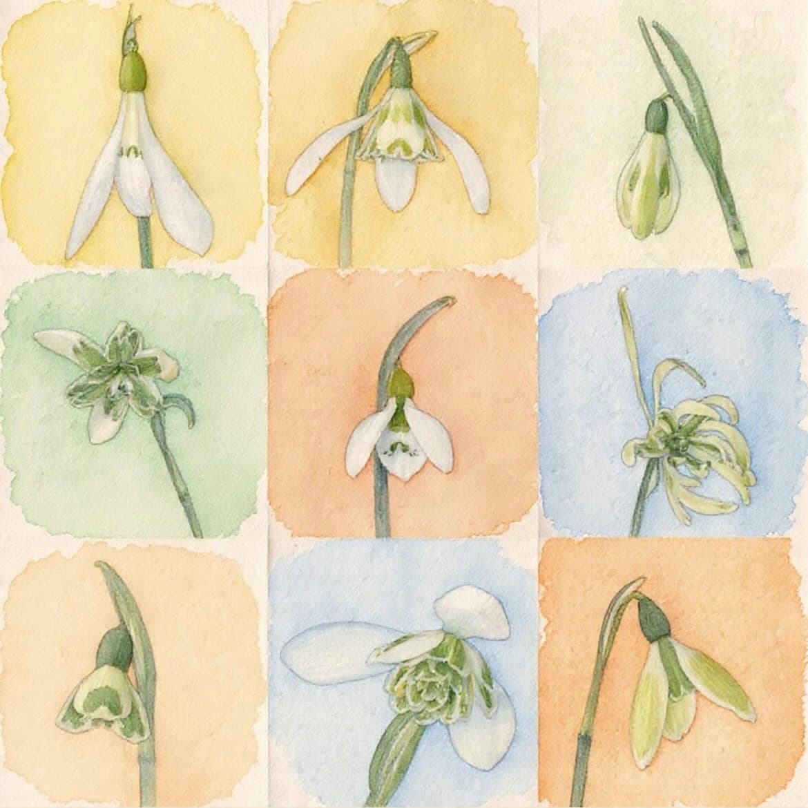 Greetings Card - Green & White Snowdrops Watercolour Effect - White (Free P&P)