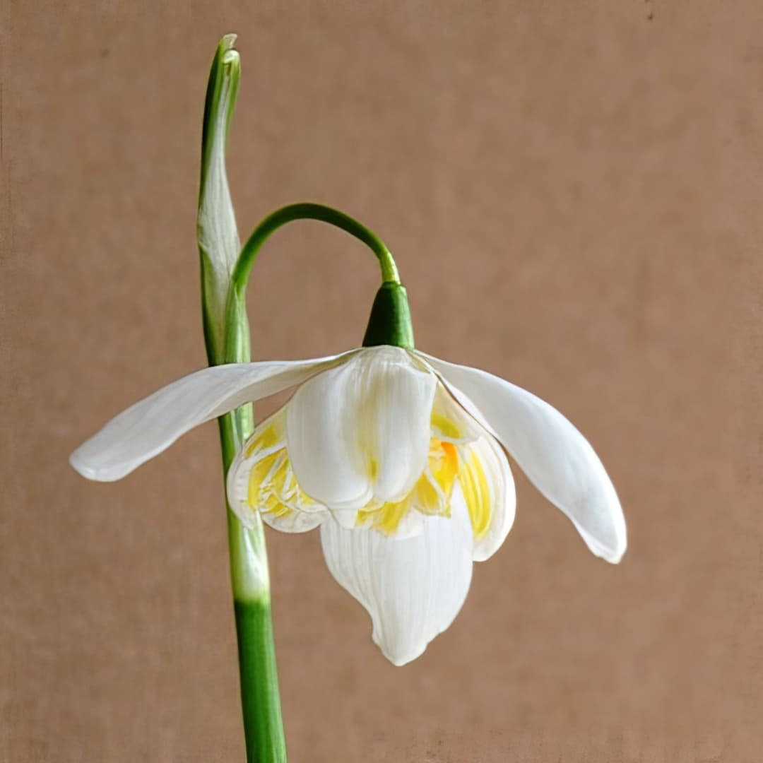Galanthus Nivalis Lady Elphinstone