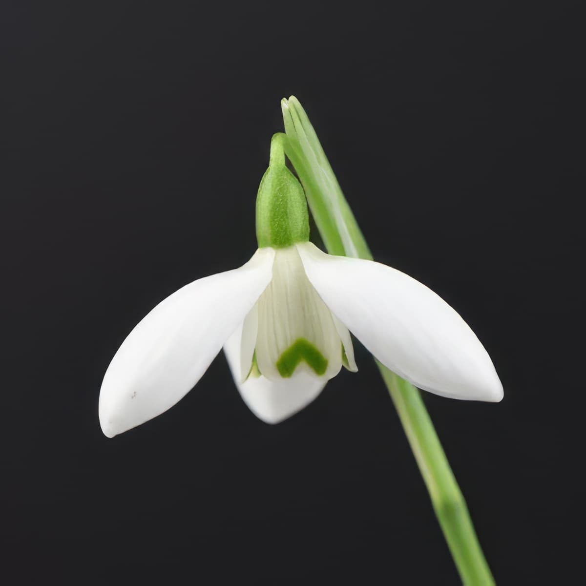 Galanthus elwesii Mrs Macnamara