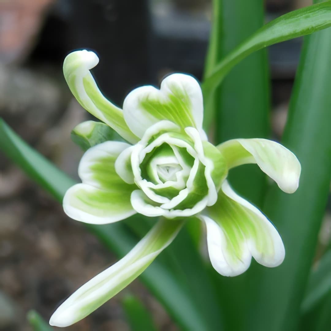 Galanthus nivalis Green Maid