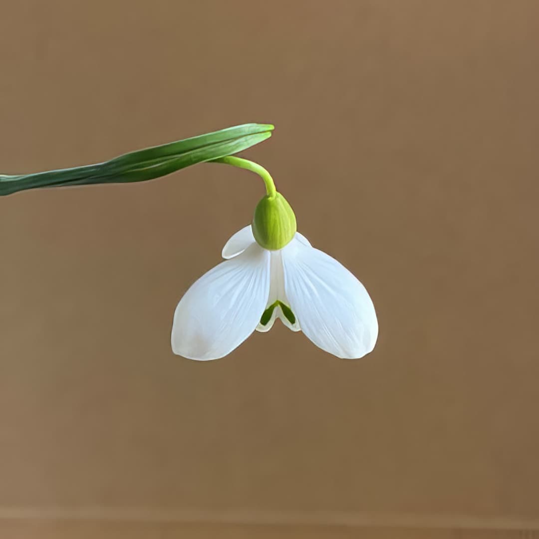 Galanthus alpinus var. bortkewitschianus