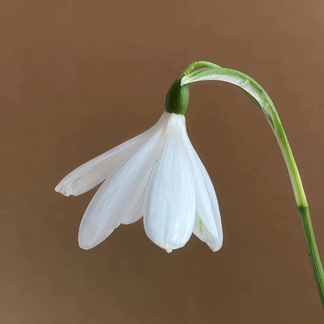 Galanthus nivalis Anglesey Abbey