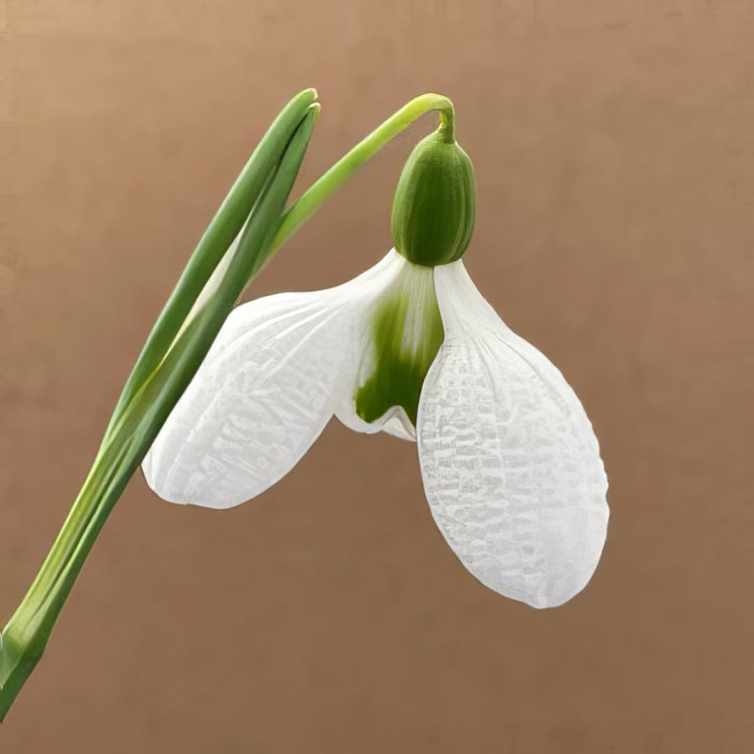 Galanthus plicatus Augustus