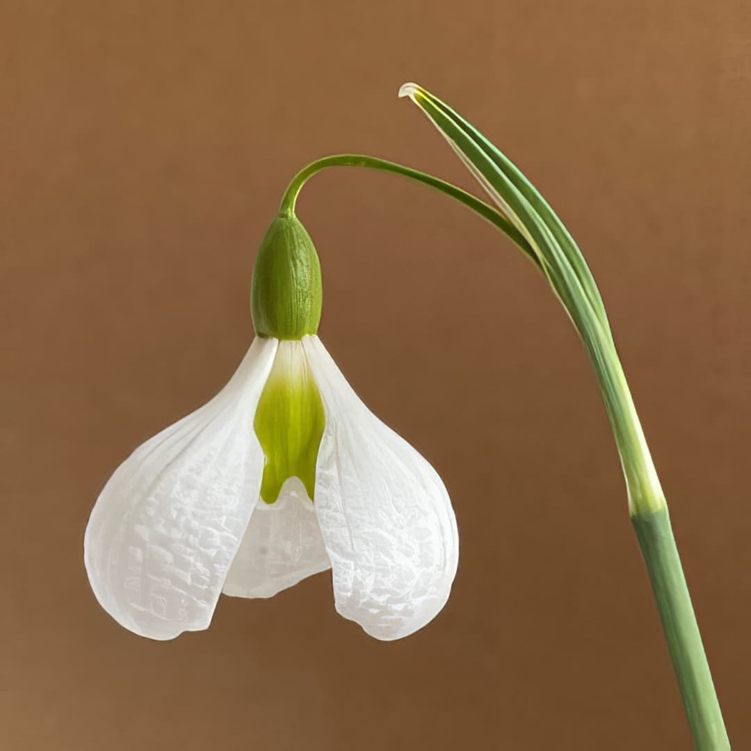 Galanthus plicatus Diggory