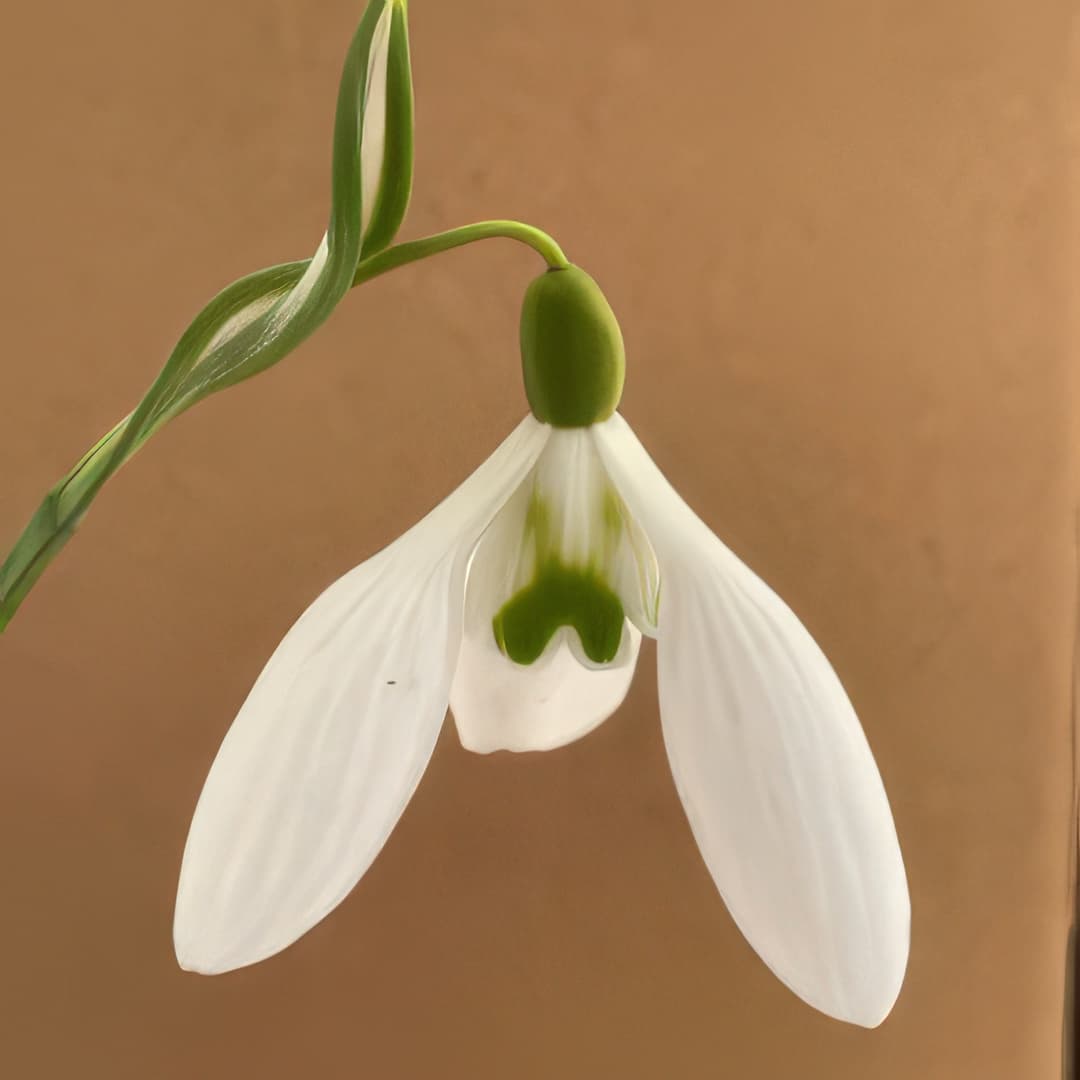 Galanthus Imbolc