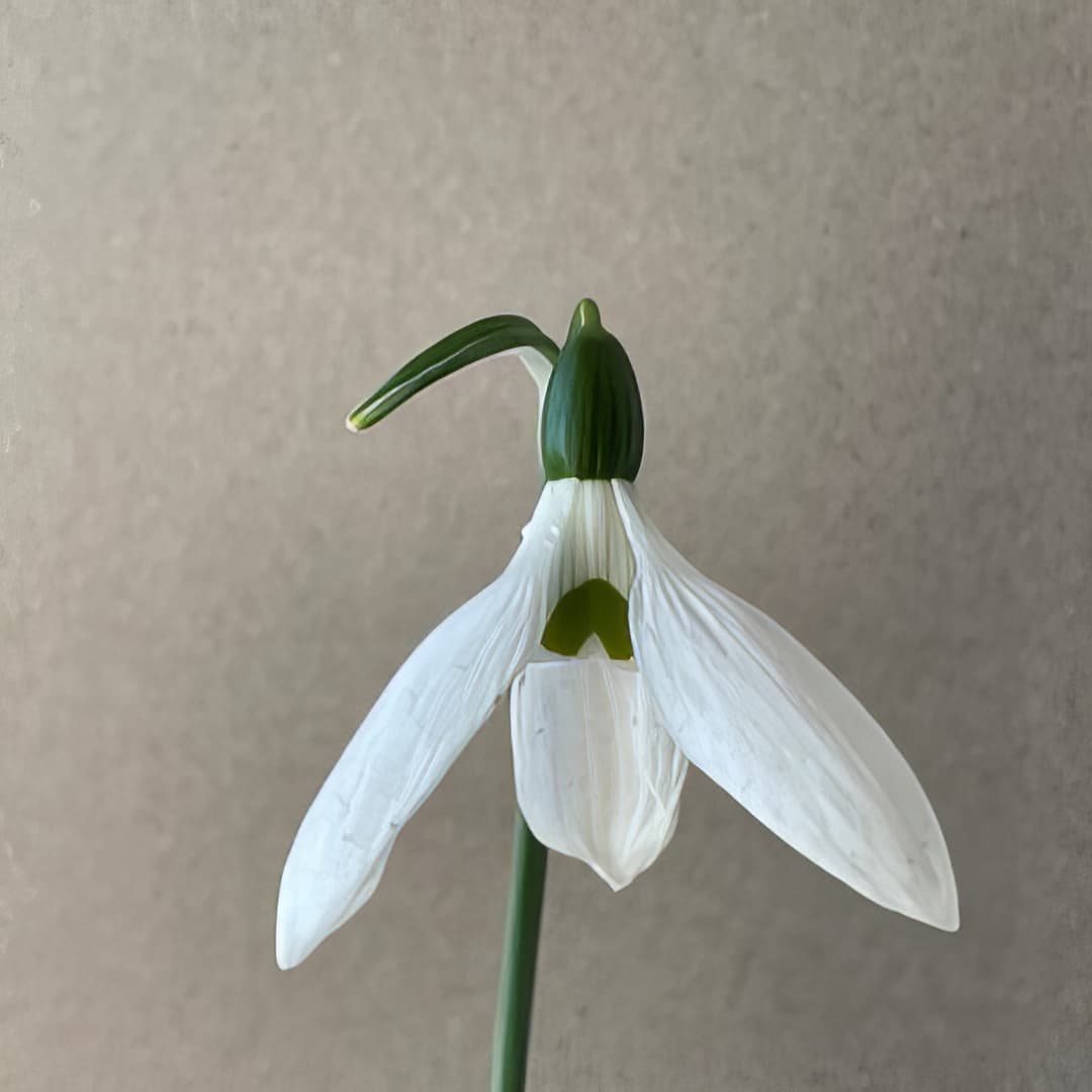 Galanthus Timeless Teresa